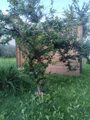Коллективный сад номер 7, участок 58 в Геленджике - gelendzhik.yutvil.ru - фото 28