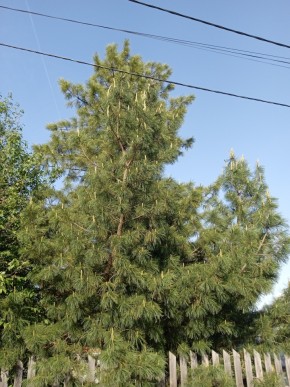 ул. Полынная,29 в Геленджике - gelendzhik.yutvil.ru - фото 18